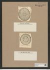 Stephanopyxis coronae var. monicae Grun. (de-Toni-Nr.: Genus 187, Species 4632) Zeichnungen Sammlung Grunow Nr. 8278 (NHMW-BOT-W0377675)